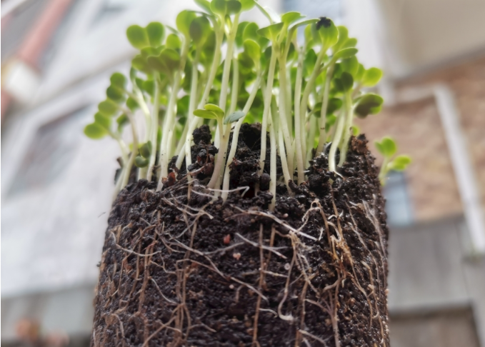 根系分析儀是什么？植物根系掃描系統(tǒng)可測量范圍介紹