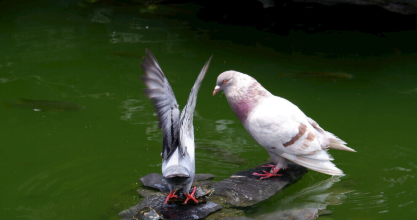 鴿子雌雄鑒別儀器：自動(dòng)識別鴿子公母