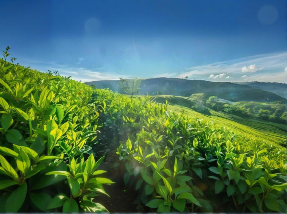 荼葉生產(chǎn)地配置了萊恩德農(nóng)藥殘留檢測儀，提升茶葉銷售市場